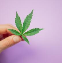 cannabis can help prevent corona infection.