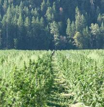 hemp farming is threatened by changing climate.