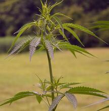 A Fast-growing Multi-billion Dollar Industry on the African Continent: Cannabis.