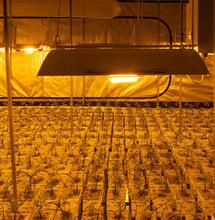 cannabis cultivation facility UK Green Pharms
