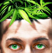 La Cannabis e lo sviluppo celebrale