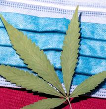 cannabis e pandemia
