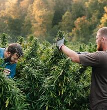 cannabis farmers working with cannabis crops on an outdoor farm.