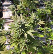 Fire and Heat Risk Management: Protecting Your Cannabis Business