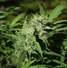 Myszy lubią grass(owanie)