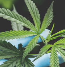 Schimmels, wat doe je ertegen?