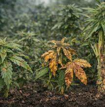 Fungal Diseases in Cool Climates: Anthracnose, Blight and Canker