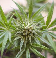 Haze, Skunk e Kush: genetiche che hanno fatto la storia