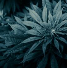 Zurück zu den Grundlagen - Was Pflanzen brauchen