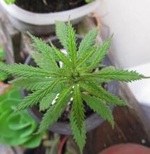 El cannabis es gratis