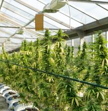 Everything You Need to Know About Growing Northern Lights Cannabis