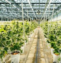 Can Cannabis Grow Sites Find a New Life as Data Centers? 