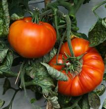 Cannabis Plants ‘Gateway’ to Vegetable Gardens