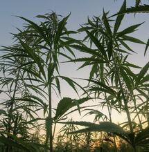 New Research Suggests Cannabis Originated from China