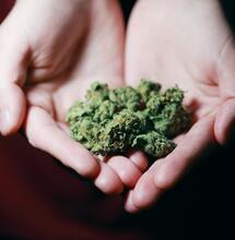 Cannabis Gut-Smugglers: Reasons and Risks