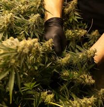 Harvest Basics