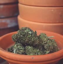 What to Do with Cannabis Harvest “Waste” Material?