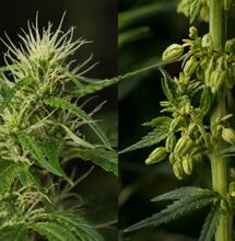 ¿Tu planta de cannabis es hermafrodita? Guía sobre causas, detección y soluciones