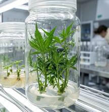 Micropropagación de cáñamo industrial