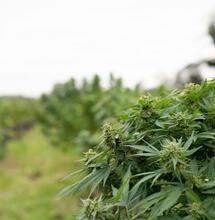 What is THC inflation and why it's such a big problem?