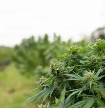 Falsche THC-Angaben sind ein großes Problem in den USA