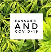 La cannabis può ridurre l'infiammazione polmonare mortale da COVID-19: i ricercatori spiegano perché