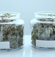 Two jars with samples of lush green cannabis. 
