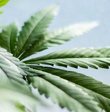 cannabis leaf plant. 