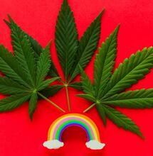 leaves of Cannabis Sativa with a small rainbow. 