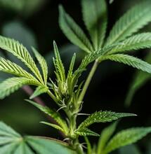 Scientists Uncover Rare Cannabis Leaf Compounds