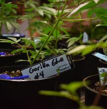 Royal Queen Seeds
