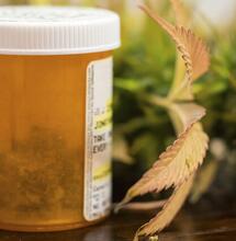 cannabis medical