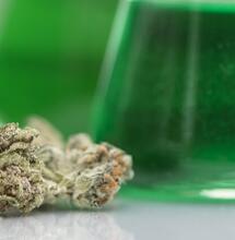 México autoriza derivados del cannabis