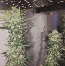 Cannabis medicinal; ¿cómo se consume?