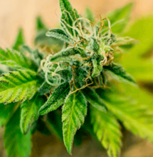 Usos medicinales del cannabis I