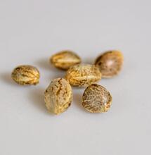 Cannabis Meristem Cells in Seeds and Clones