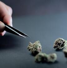 Study Finds Cannabis Microdosing Far More Widespread Than LSD or Psilocybin 