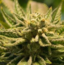 Trister Alltag eines Cannabispatienten