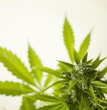 Legal Cannabis Starts in Minnesota