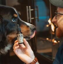dog getting some cannabis oil. 