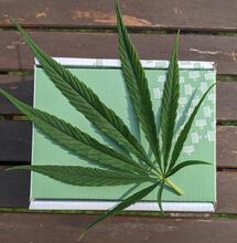 Small Businesses May Suffer If Amazon Enters the Cannabis Sector