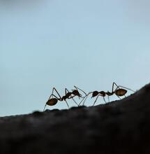 Plagas del cannabis: hormigas. 