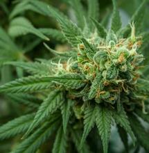 Plant Nutrient Solutions