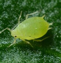 How Can You Fight Cannabis Plant Pests the Natural Way?