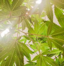 foliage of cannabis plants.