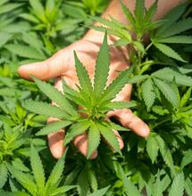Cannabis Rescheduling Explained: What Schedule III Means for the USA in 2025
