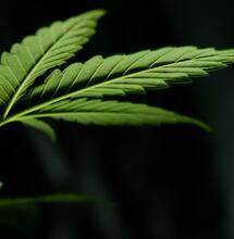 Weedmaps to Go Public at $1.5 Billion Valuation