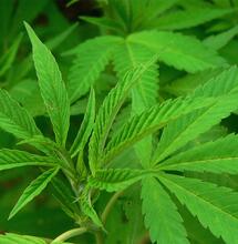 Innenweltreisen und Cannabis