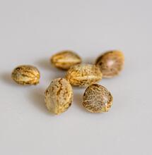 cannabis seed, seed bank Europe
