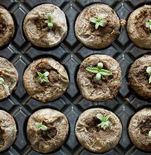 La vida secreta de una semilla